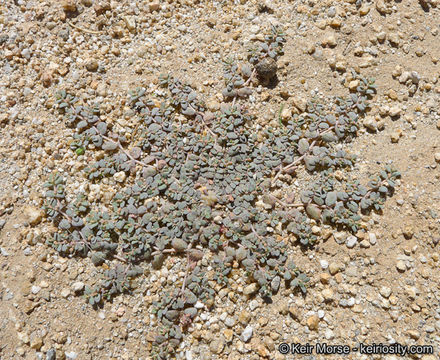 Image of Sonoran sandmat