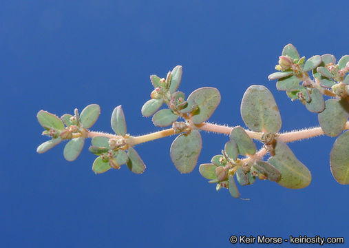 Image of Sonoran sandmat