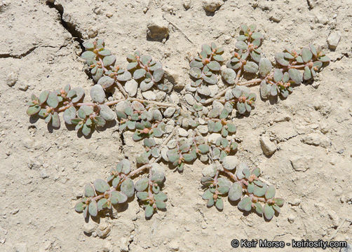 Image of Sonoran sandmat