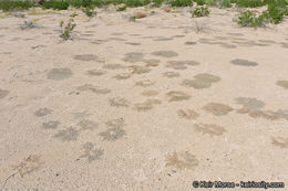 Image of Sonoran sandmat