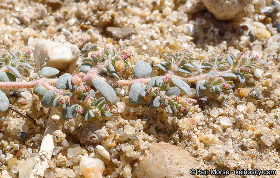 Image of Sonoran sandmat