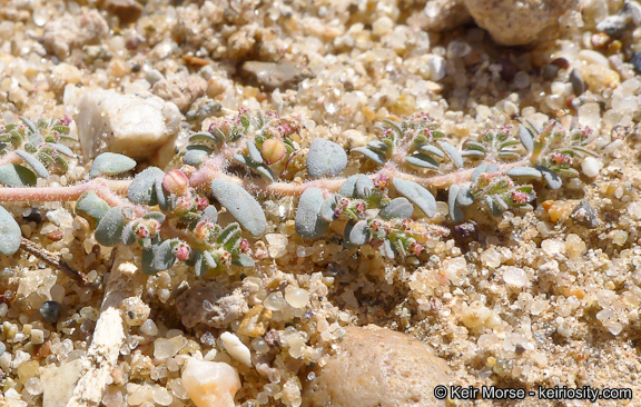 Image of Sonoran sandmat