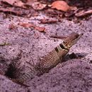 Image of Collared iguana