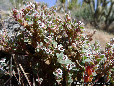 Image of red-gland spurge