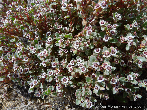 Image of red-gland spurge