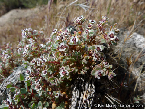 Imagem de Euphorbia melanadenia Torr. & A. Gray