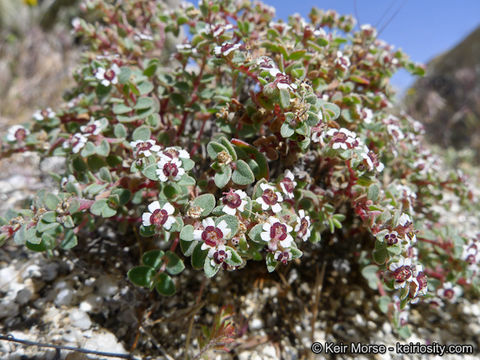 Image of red-gland spurge