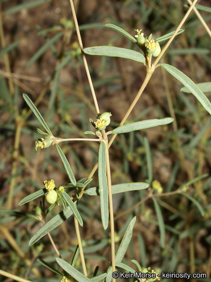 Image de Euphorbia parryi Engelm.