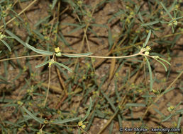 Image de Euphorbia parryi Engelm.