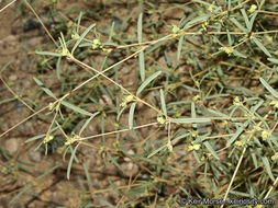 Image de Euphorbia parryi Engelm.