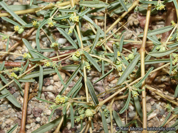 Image de Euphorbia parryi Engelm.