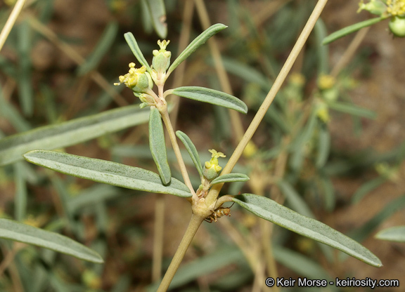 Image de Euphorbia parryi Engelm.