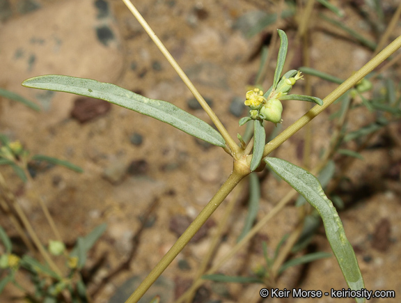 Image de Euphorbia parryi Engelm.