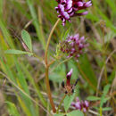 Image of <i>Trifolium variegatum</i> var. <i>major</i>