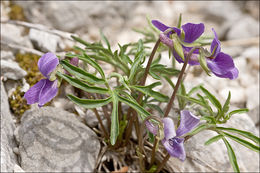 Слика од Viola pinnata L.