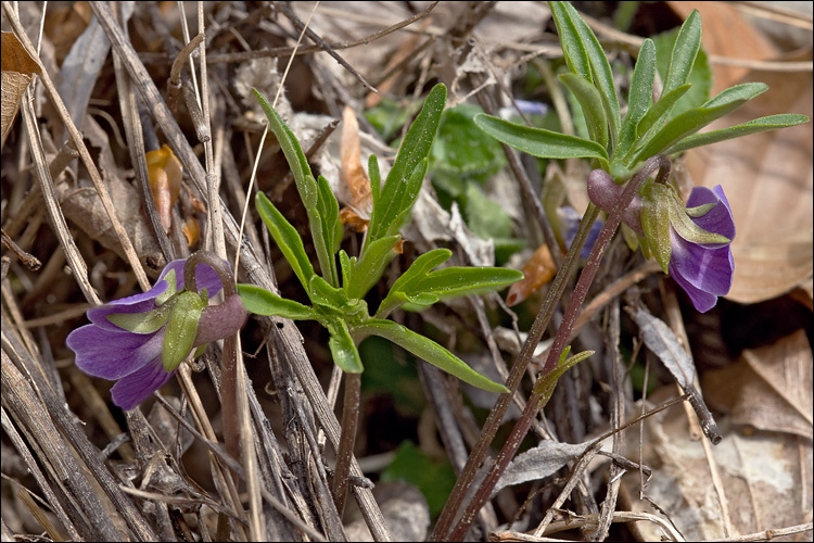 Слика од Viola pinnata L.