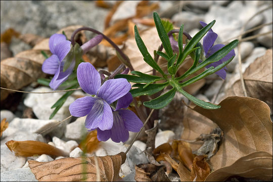 Image of Viola pinnata L.