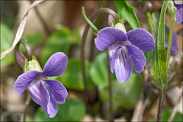 Слика од Viola pinnata L.