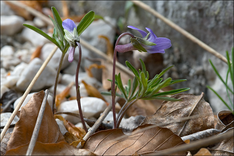 Слика од Viola pinnata L.