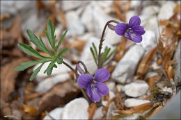 Слика од Viola pinnata L.