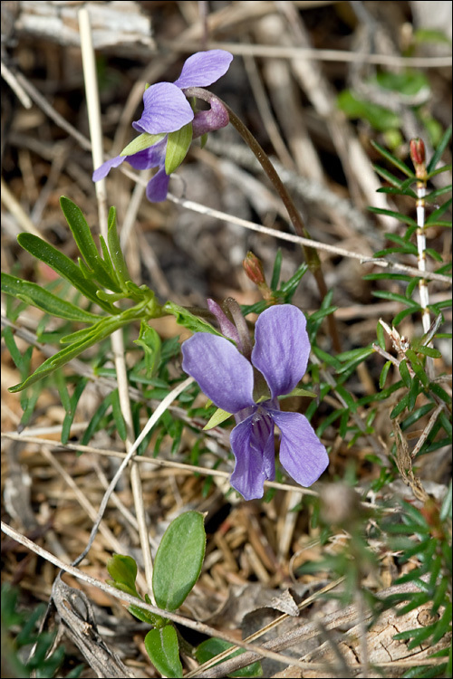 Слика од Viola pinnata L.