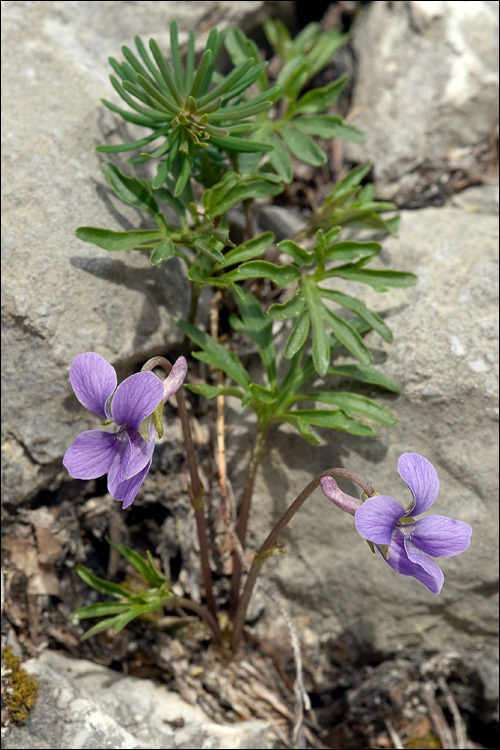 Слика од Viola pinnata L.