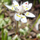 Image of bud saxifrage