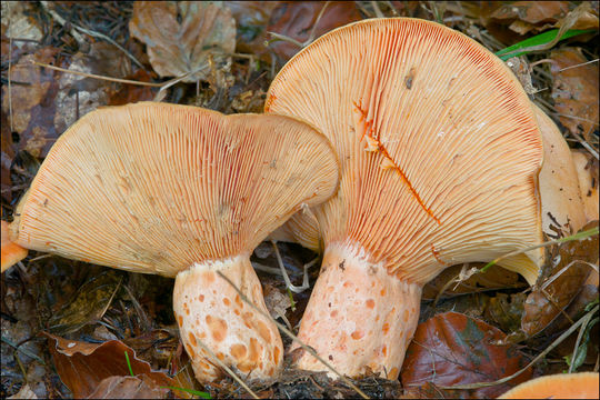 Image of Lactarius salmonicolor R. Heim & Leclair 1953