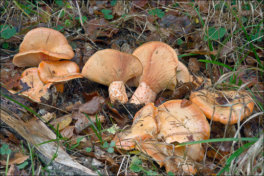 Image of Lactarius salmonicolor R. Heim & Leclair 1953