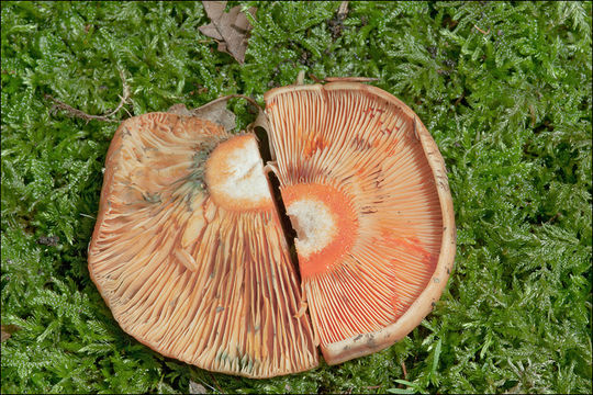 Sivun Lactarius salmonicolor R. Heim & Leclair 1953 kuva