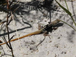 Image of Bushveld Lizard