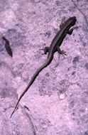 Image of Pyrenean rock lizard
