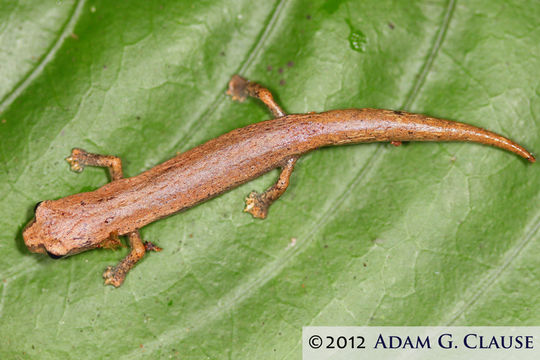 Image of Common Dwarf Salamander