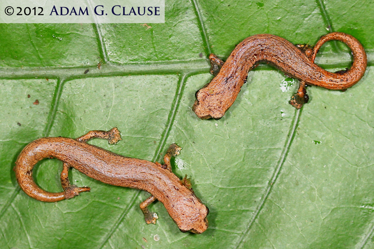 Image of Common Dwarf Salamander