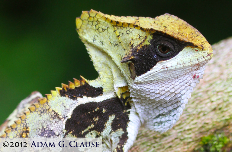 Image of Hernandez's helmeted iguana