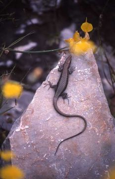 Image of Greek Rock Lizard