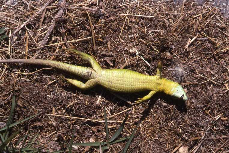 Image of Balkan Green Lizard