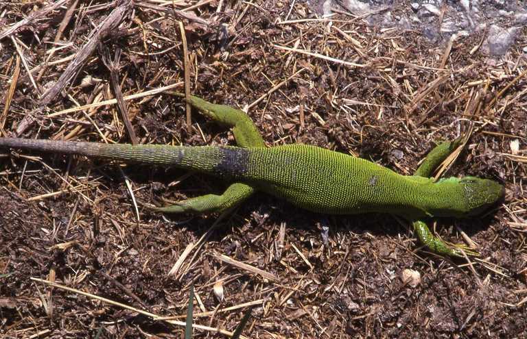 Imagem de Lacerta trilineata Bedriaga 1886