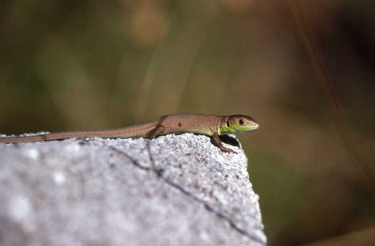 Image of Western Green Lizard