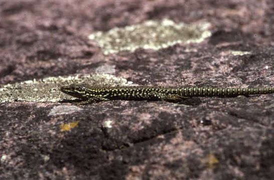 Image of Common wall lizard