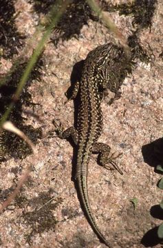 Image of Common wall lizard