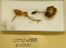 Image of Agrocybe