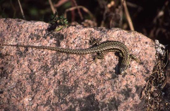 Image of Common wall lizard