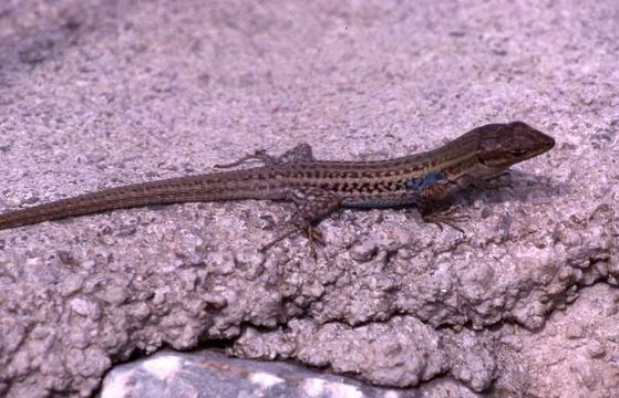 Image of Peloponnese Wall Lizard