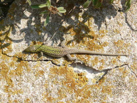 Image of Italian Wall Lizard