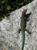 Image de Lezard tiliguerta