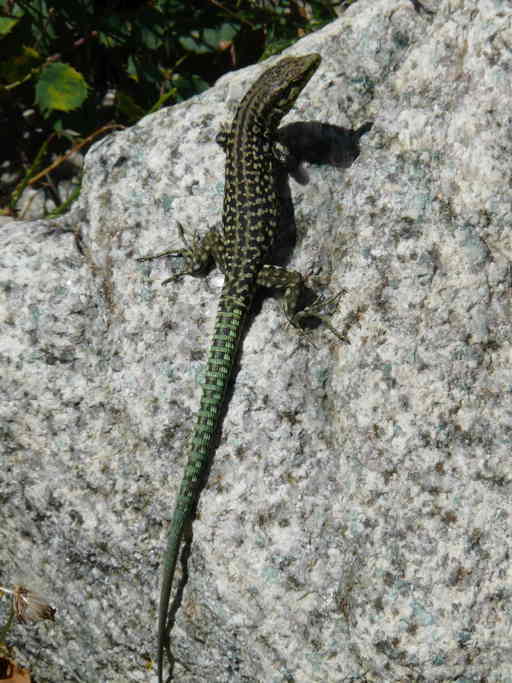 Image de Lezard tiliguerta