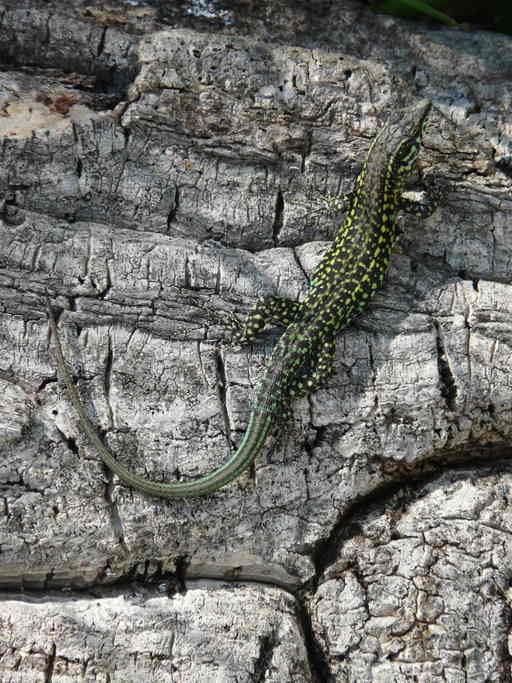 Image de Lezard tiliguerta