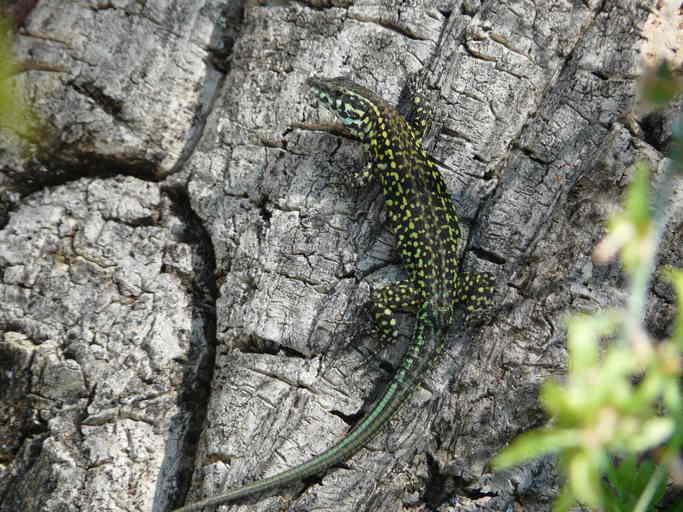 Image de Lezard tiliguerta