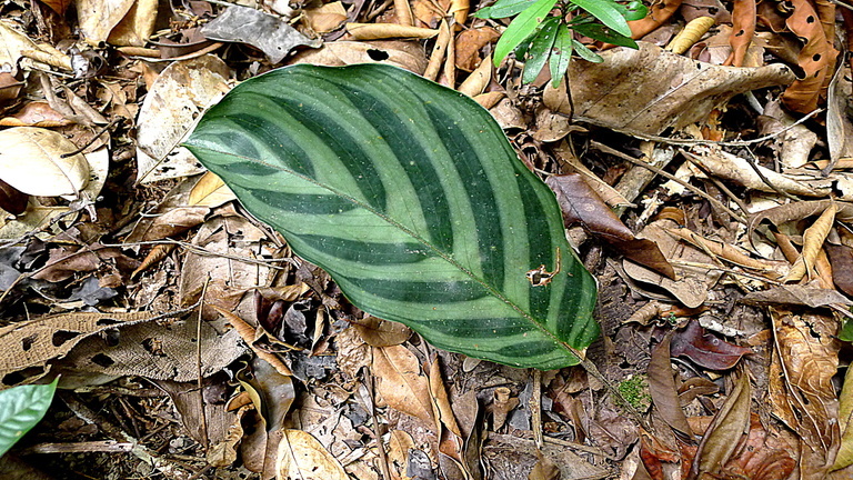 Image of <i>Calathea mirabilis</i>